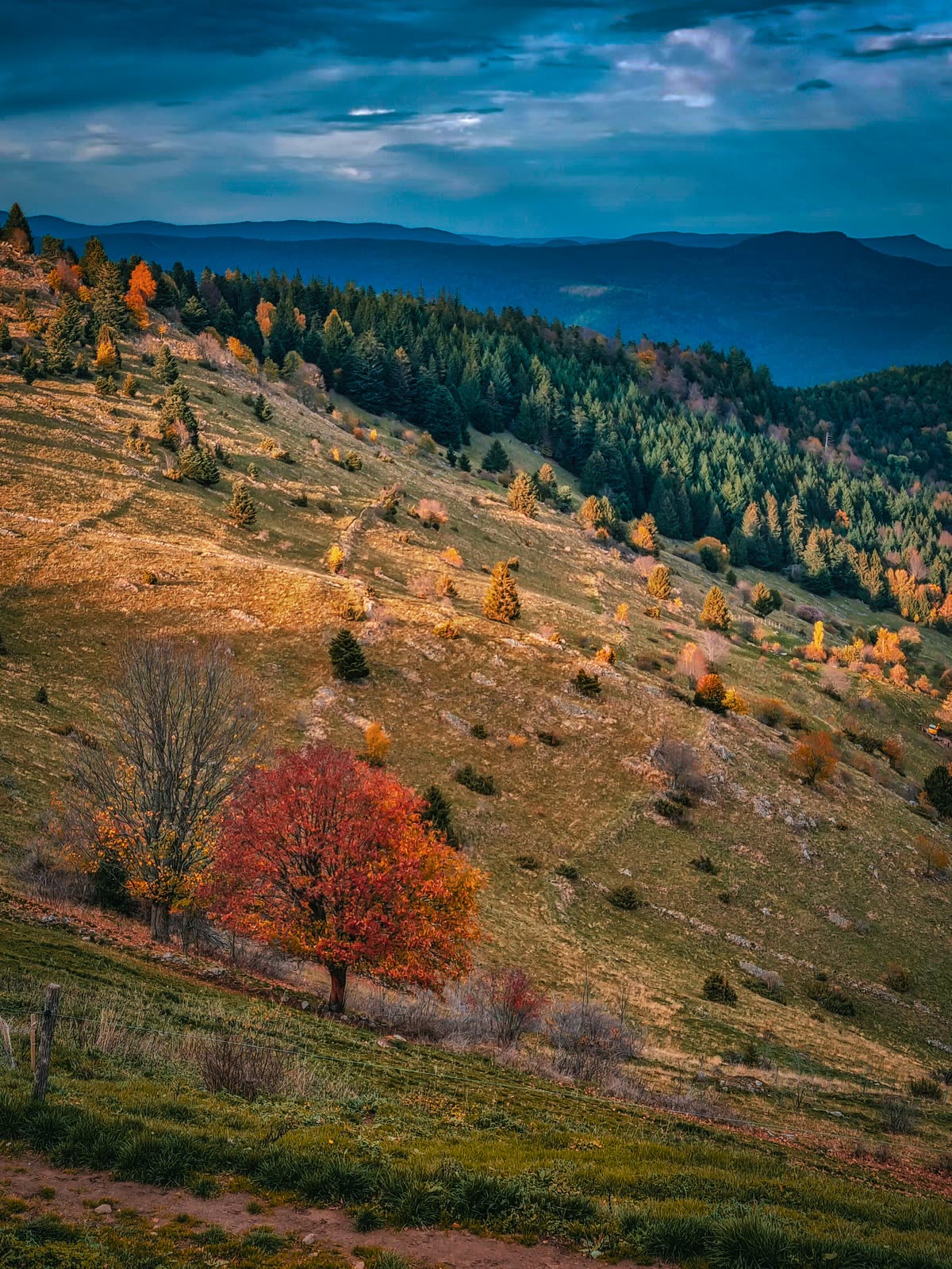 Forêt des Vosges aux couleurs d'automne